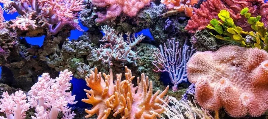 Corals