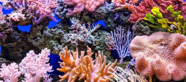 Corals